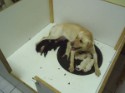 Bella Pups_003.jpg